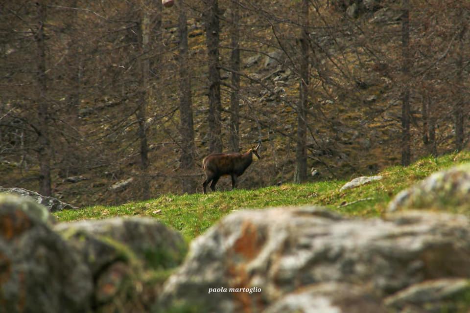 La Mura' - Il Vostro Posto Nel Gran Paradiso Ronco Canavese Exterior foto