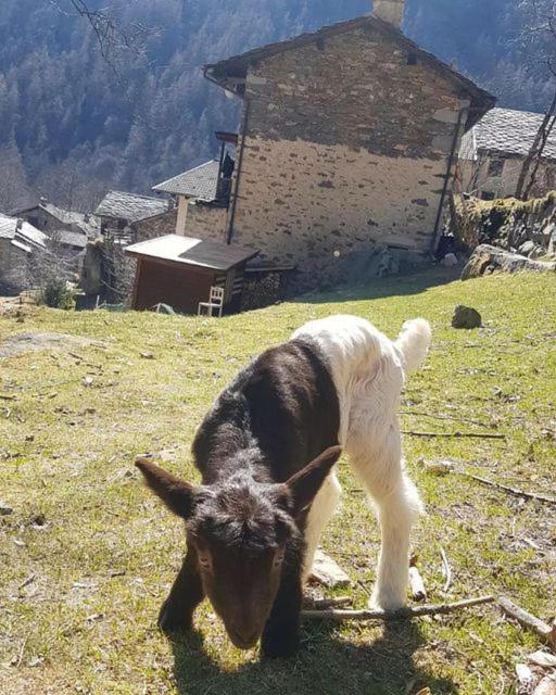 La Mura' - Il Vostro Posto Nel Gran Paradiso Ronco Canavese Exterior foto