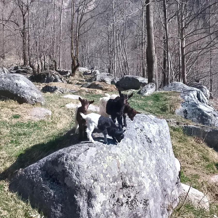 La Mura' - Il Vostro Posto Nel Gran Paradiso Ronco Canavese Exterior foto